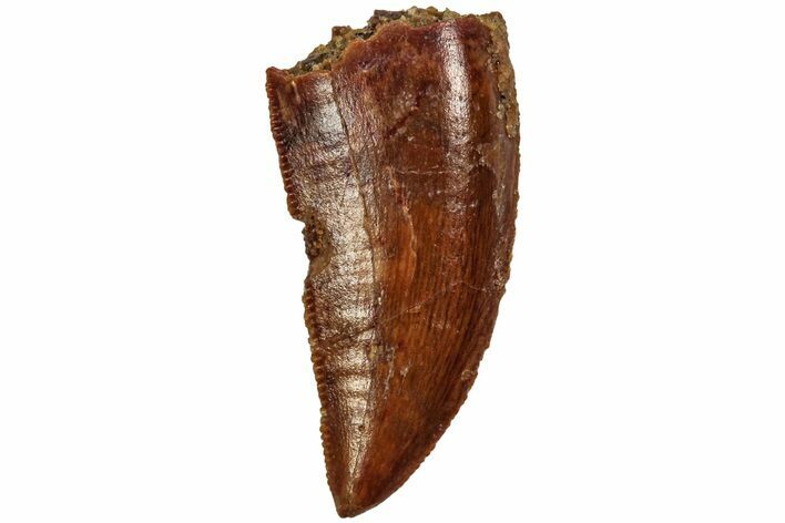 Serrated, Raptor Tooth - Real Dinosaur Tooth #216578